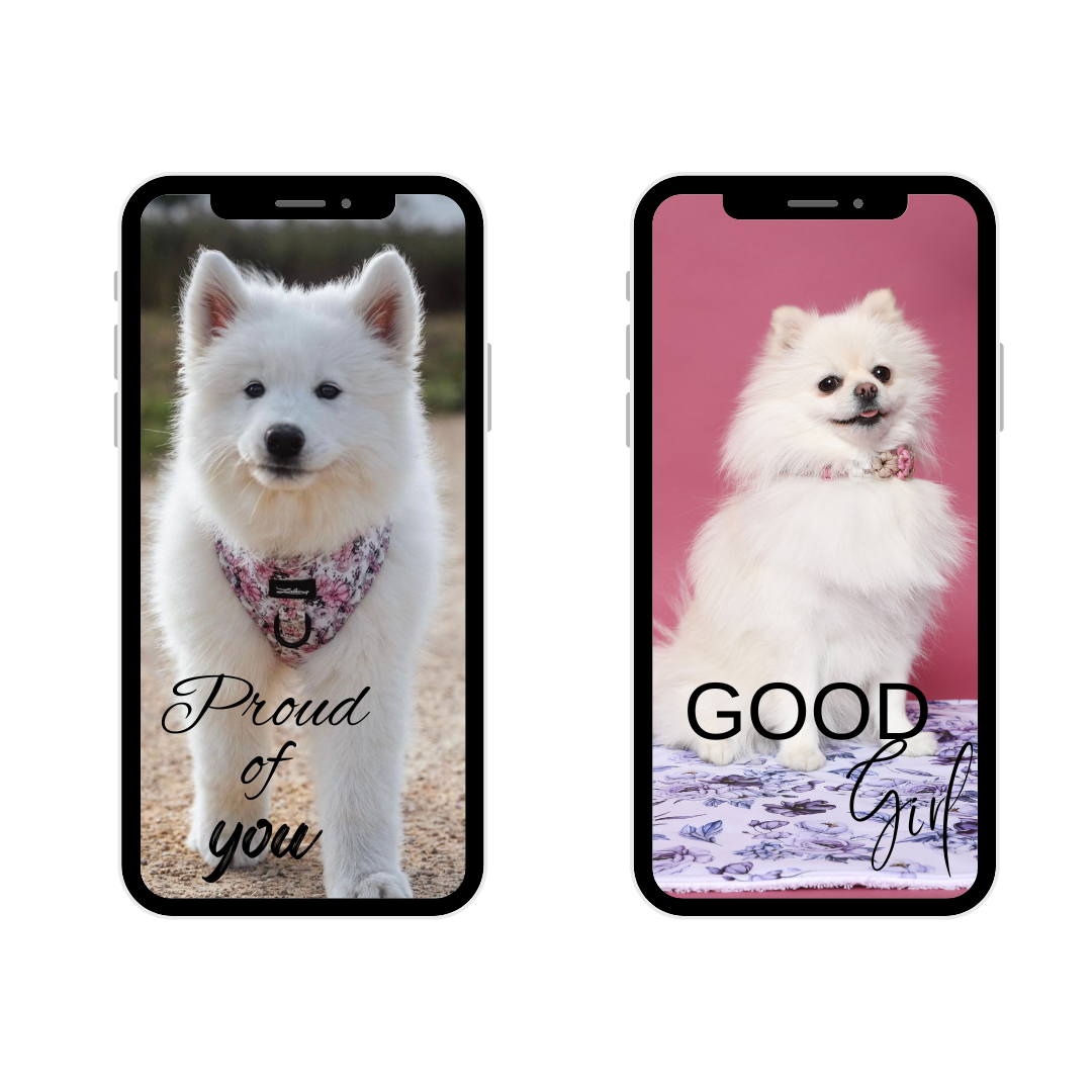 Instagram Story Sticker Hunde Edition