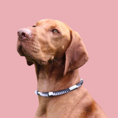 Luxus-Hundeleinen & Hundehalsbänder online